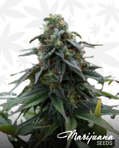Hericules 1