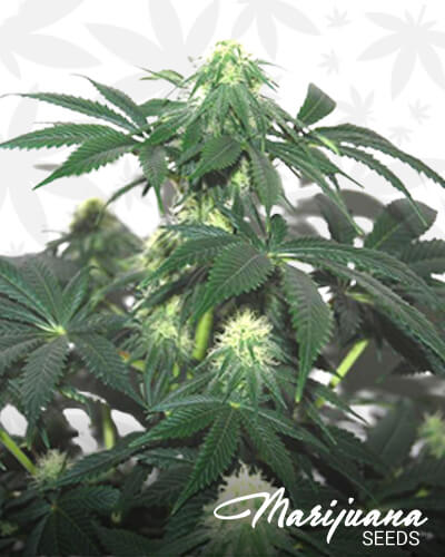 Herijuana Jack 33 1