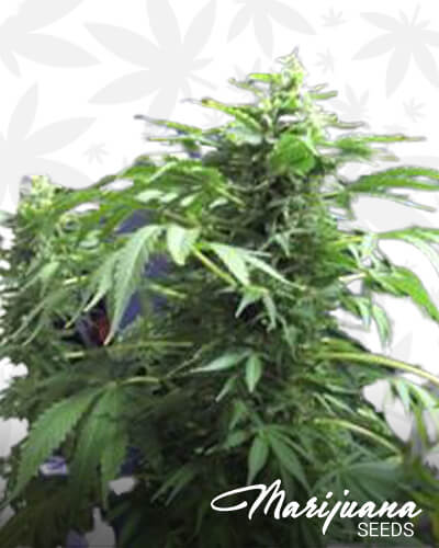 Herijuana x Big White 1