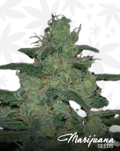 Herijuana x Pure Kush x Uzbekistani 1
