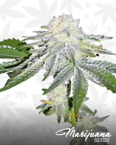 Herijuanna 1
