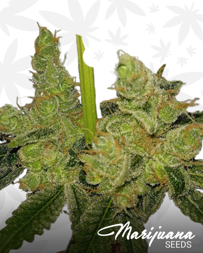 Hesperidium Haze