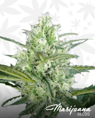 Hielo 1