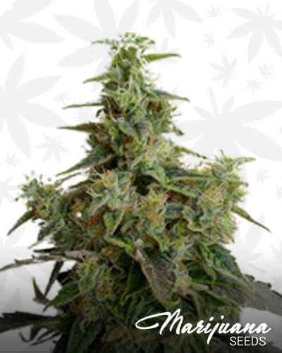 High Grade 1