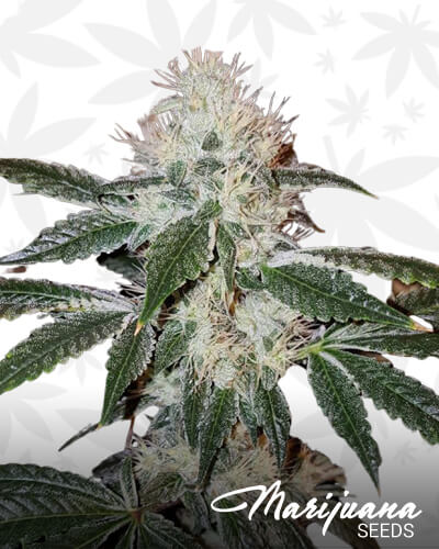High Octane OG 1