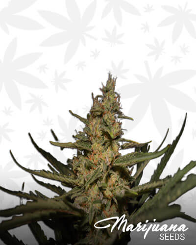 HighRider Auto
