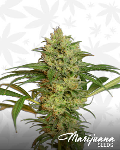 Highlo