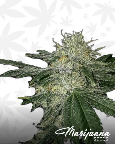Hillbilly OG