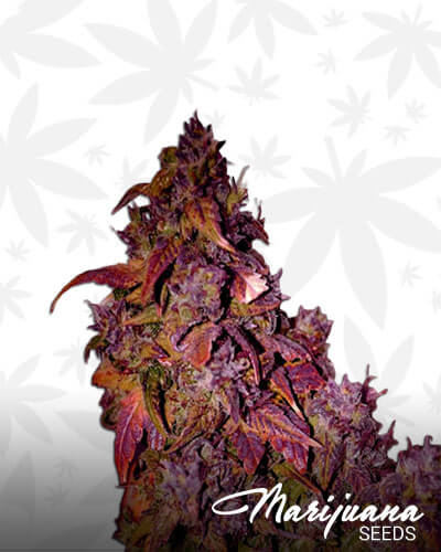Himalaya Blue Diesel