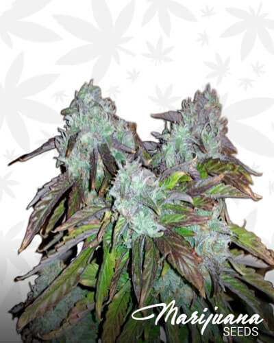 Himalaya Orange Diesel
