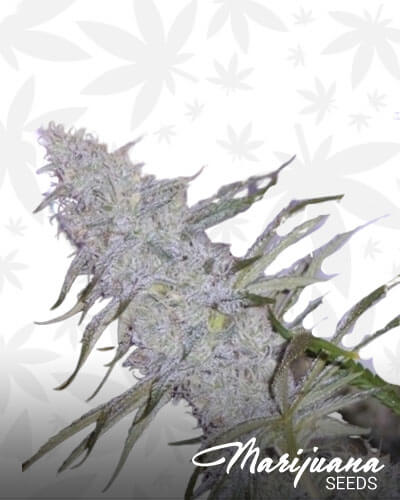 Hindu Glue
