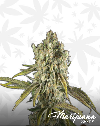 Hindu Kush 12