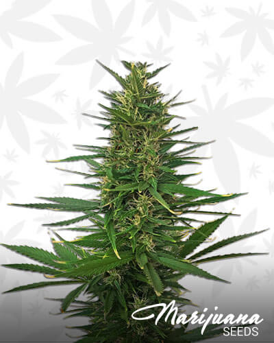 Hindu Kush Automatic