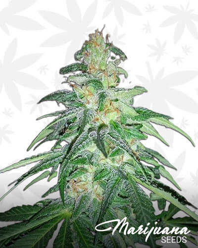 Hindu Kush Heirloom