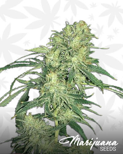 Hindu Kush Skunk