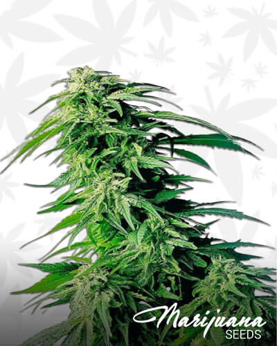 Hindu Kush Special