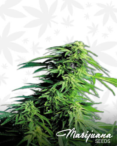 Hindu Kush x Hindu Kush