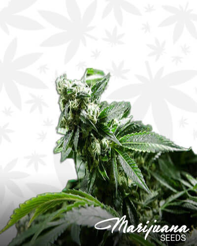 Hindu Kush x Super TC91