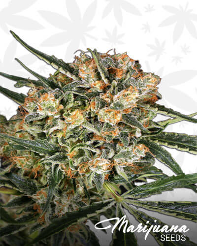 Hippie Therapy CBD