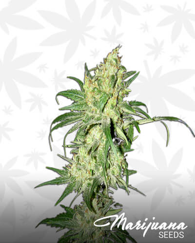 HitMan OG