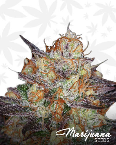 Holy Bubba