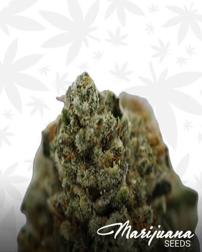 Holy Roller OG