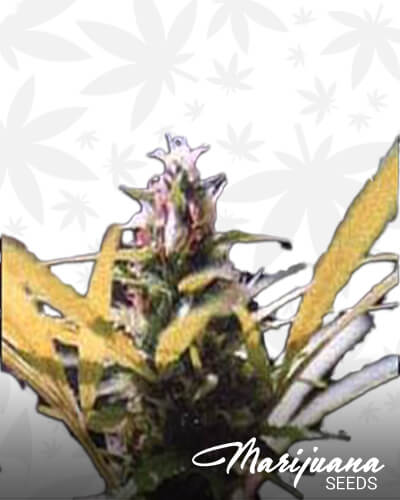 Homegrown Kush