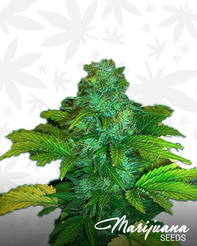 Homegrown Lowryder