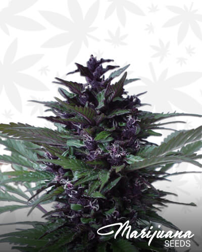 Homegrown Purple