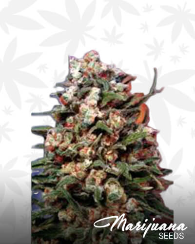 Homegrown Skunk 1