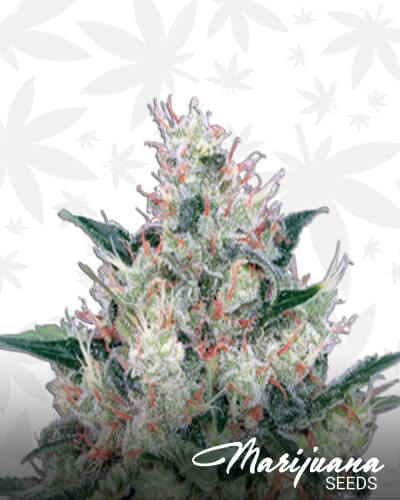 Honey Cream