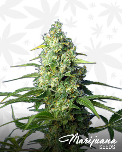 Honey Peach Auto CBD