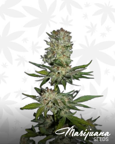 Houchie Kouchie Kush