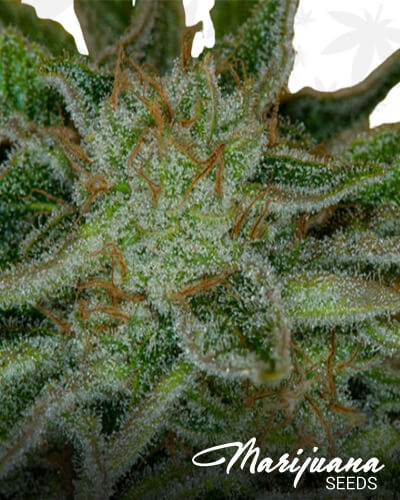 Huckleberry Kush 2012