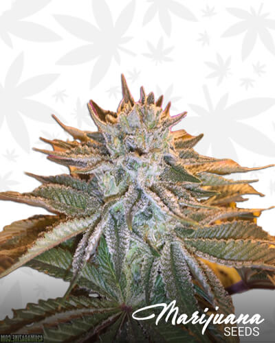 Huckleberry Kush