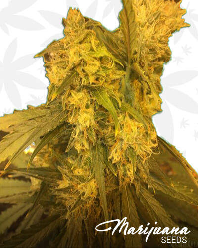 Humboldt Cookies