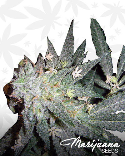 Husky OG