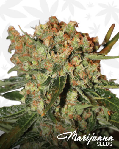 IBZ Haze 1