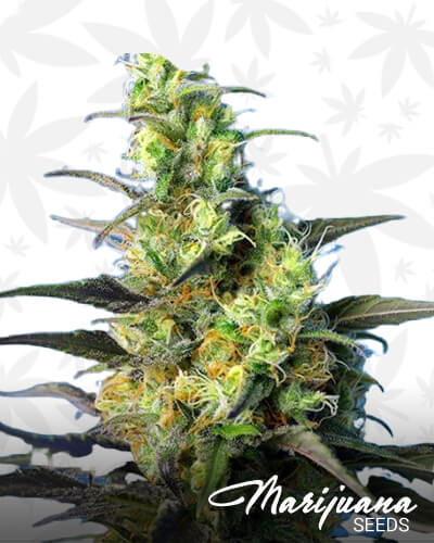 Ice Cool CBD 1