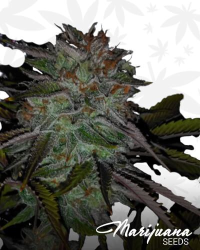 Ice Cream Man Marijuana Seeds Ice Cream Man Marijuana Seeds