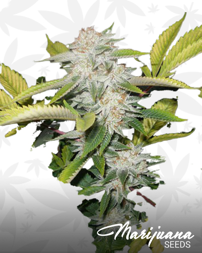 Immortal OG