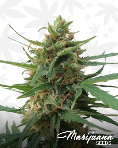 Impala 64 Haze Auto 1