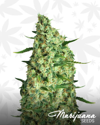 Incredible Bulk Auto 1
