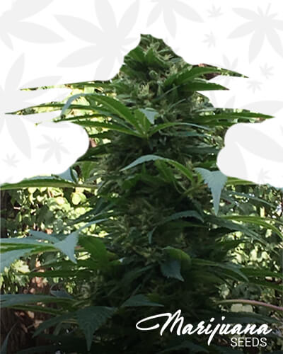 Incredible Hawaiian Hulk 1