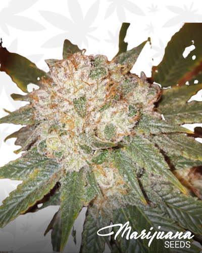Incredible Lemon 1