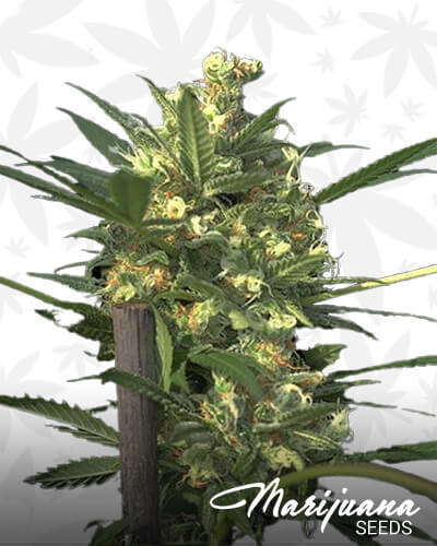 Indian Haze 1