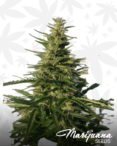 Indica Giganticus
