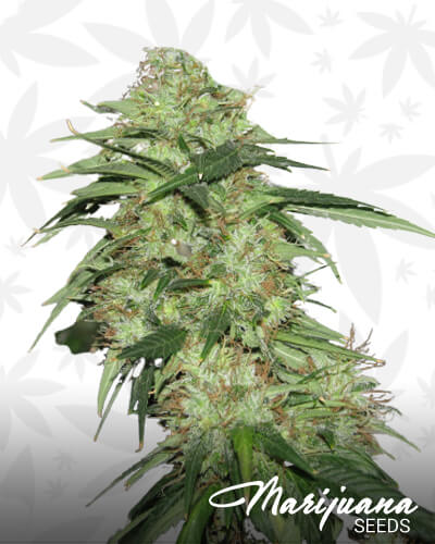 Indica XXL 1