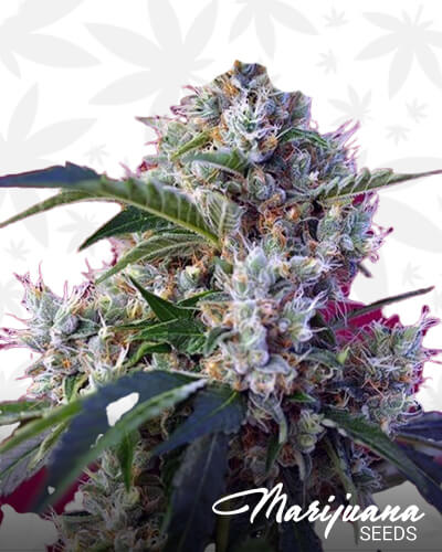 Indigo Berry Kush 1