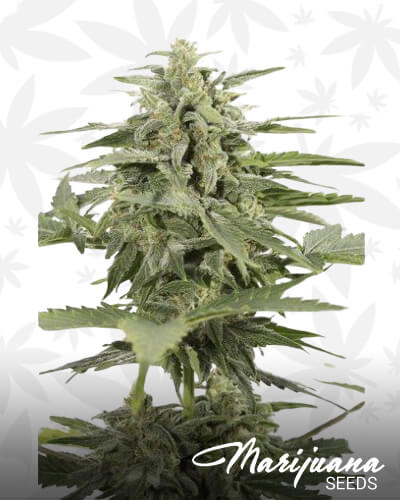 Industrial Plant Autoflowering CBD 1